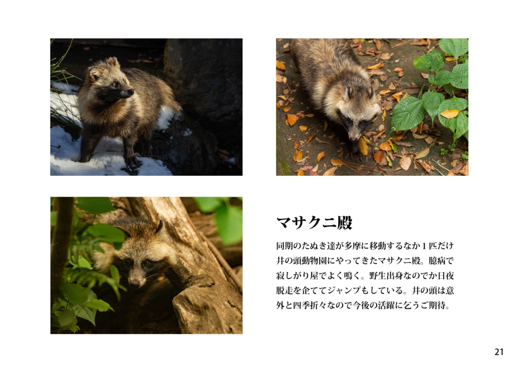 【納期3W以内】It’s a small Raccoon Dog