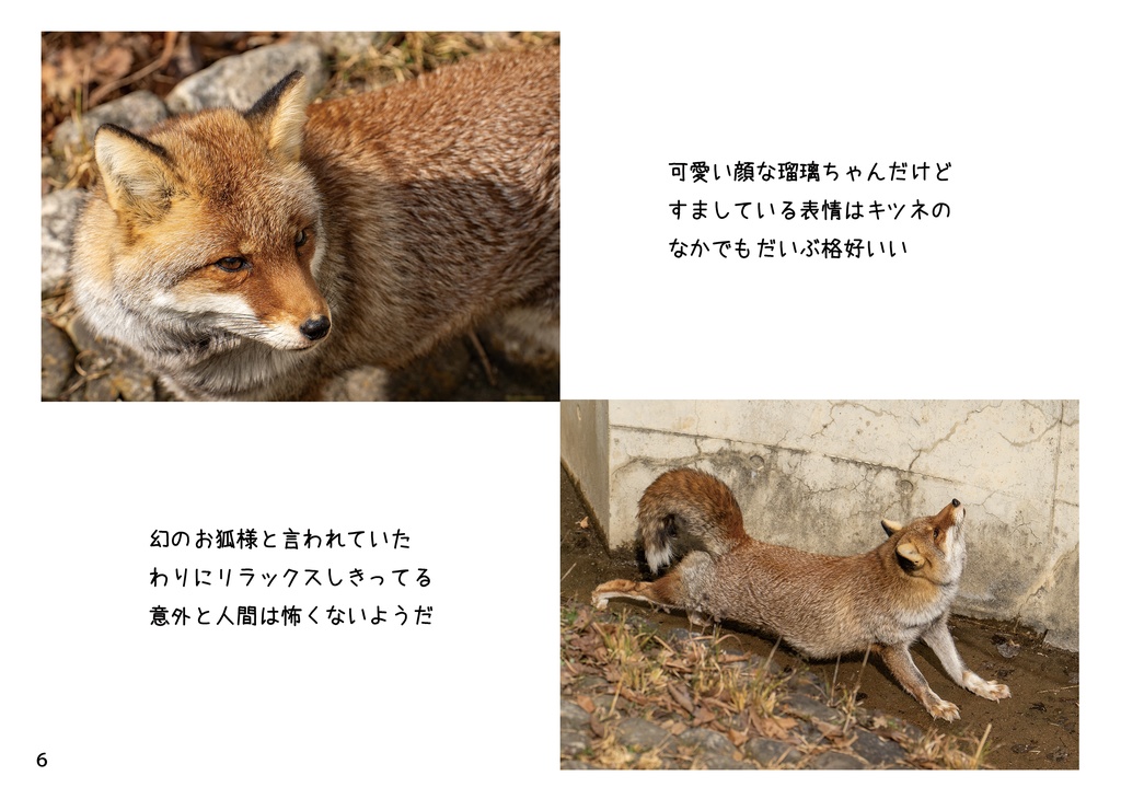 幻の名古屋っ狐瑠璃ちゃん