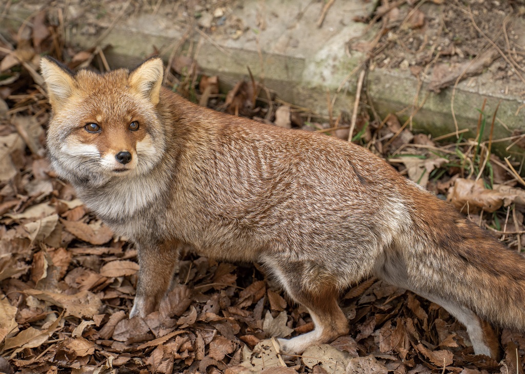 幻の名古屋っ狐瑠璃ちゃん