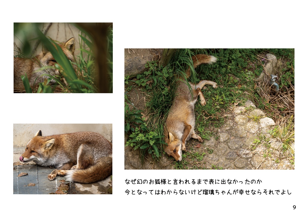 幻の名古屋っ狐瑠璃ちゃん