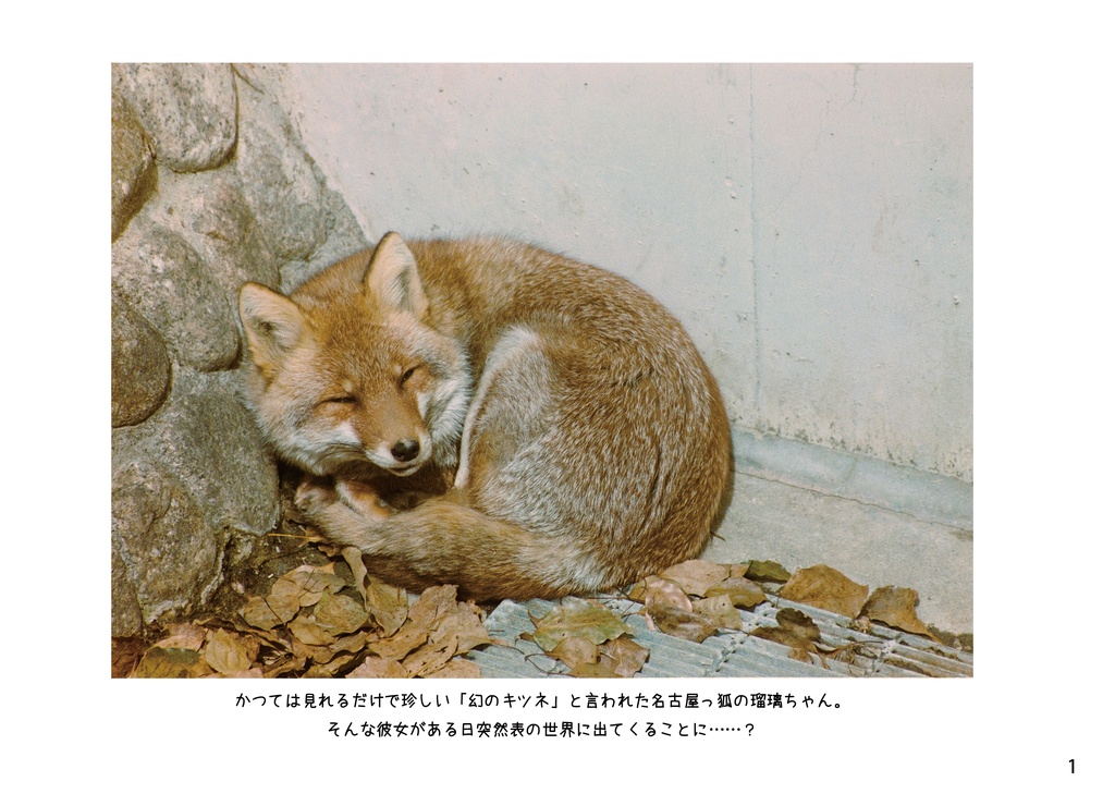 幻の名古屋っ狐瑠璃ちゃん