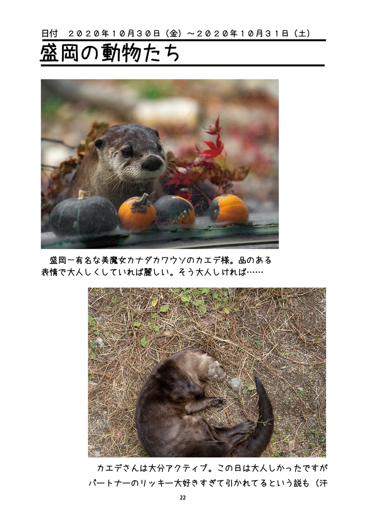 輝きを増すたぬきたち~盛岡市動物公園の動物たちを追い続けて~
