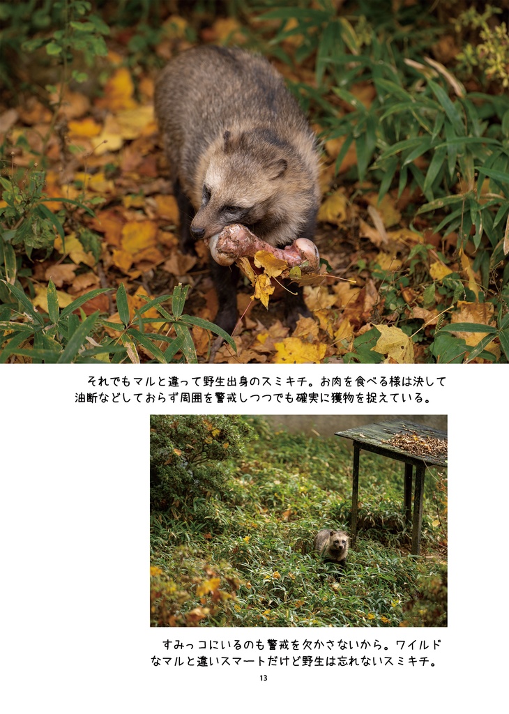 輝きを増すたぬきたち~盛岡市動物公園の動物たちを追い続けて~