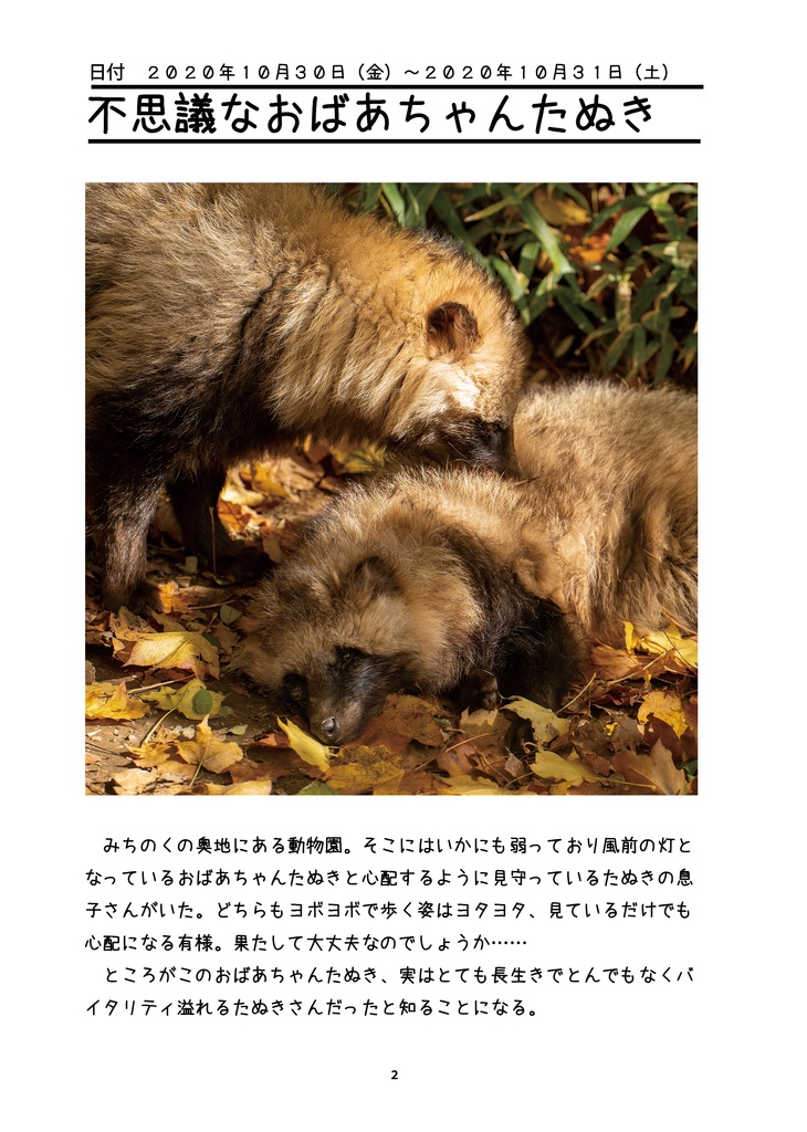 輝きを増すたぬきたち~盛岡市動物公園の動物たちを追い続けて~