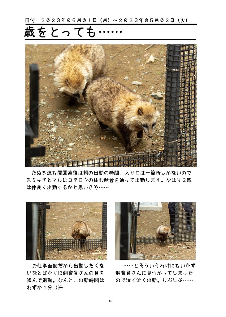 輝きを増すたぬきたち~盛岡市動物公園の動物たちを追い続けて~