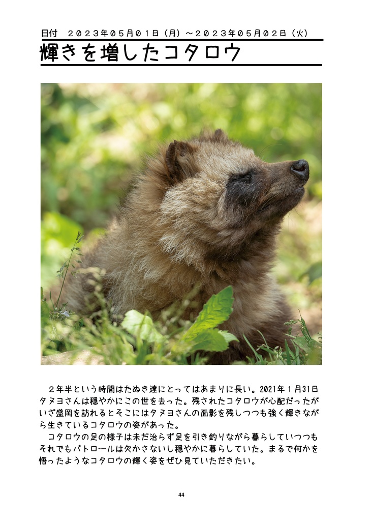 輝きを増すたぬきたち~盛岡市動物公園の動物たちを追い続けて~