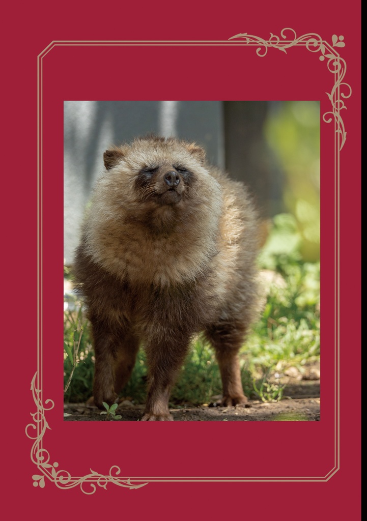 輝きを増すたぬきたち~盛岡市動物公園の動物たちを追い続けて~