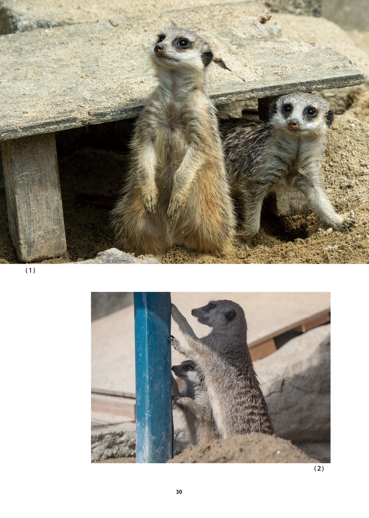 【納期3W以内】もっと岡崎市東公園動物園はいいぞ