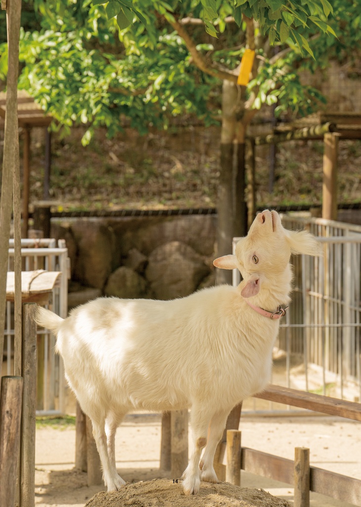 【納期3W以内】もっと岡崎市東公園動物園はいいぞ