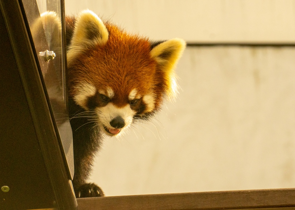 凛々しく無邪気なれいかちゃん