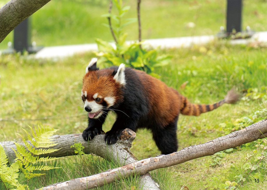 凛々しく無邪気なれいかちゃん