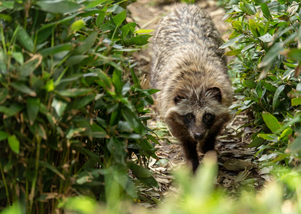 ウツロイユクタヌキノサト