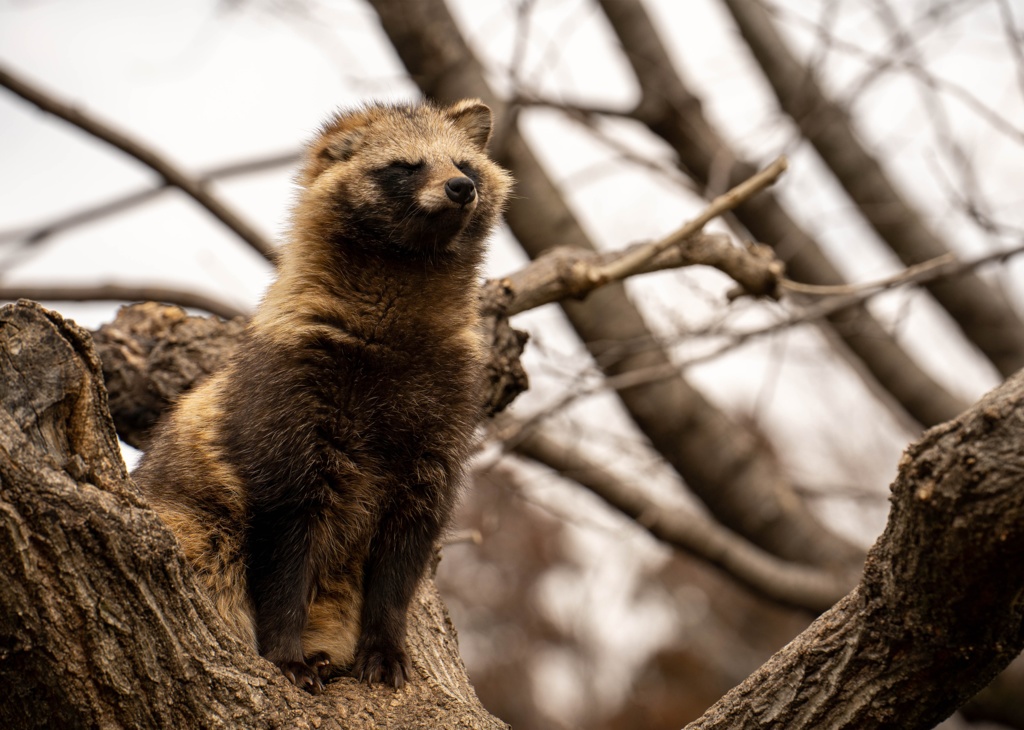 ウツロイユクタヌキノサト