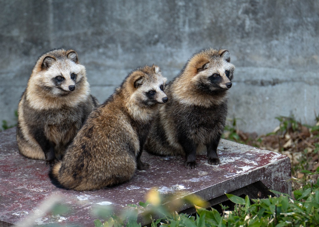 ウツロイユクタヌキノサト