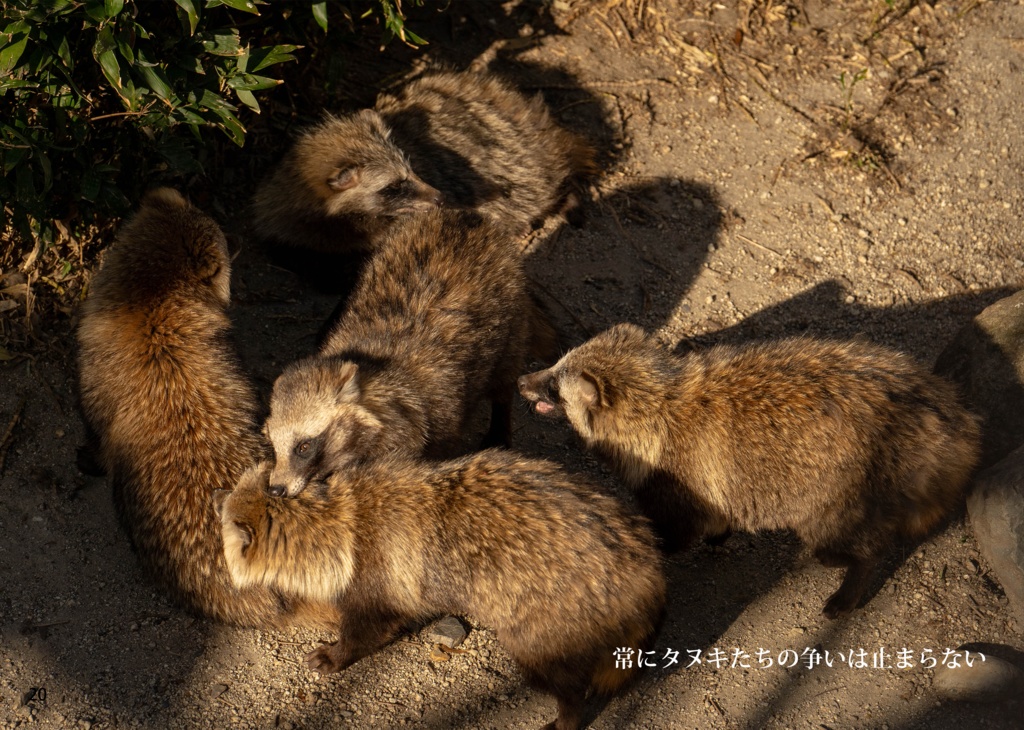ウツロイユクタヌキノサト