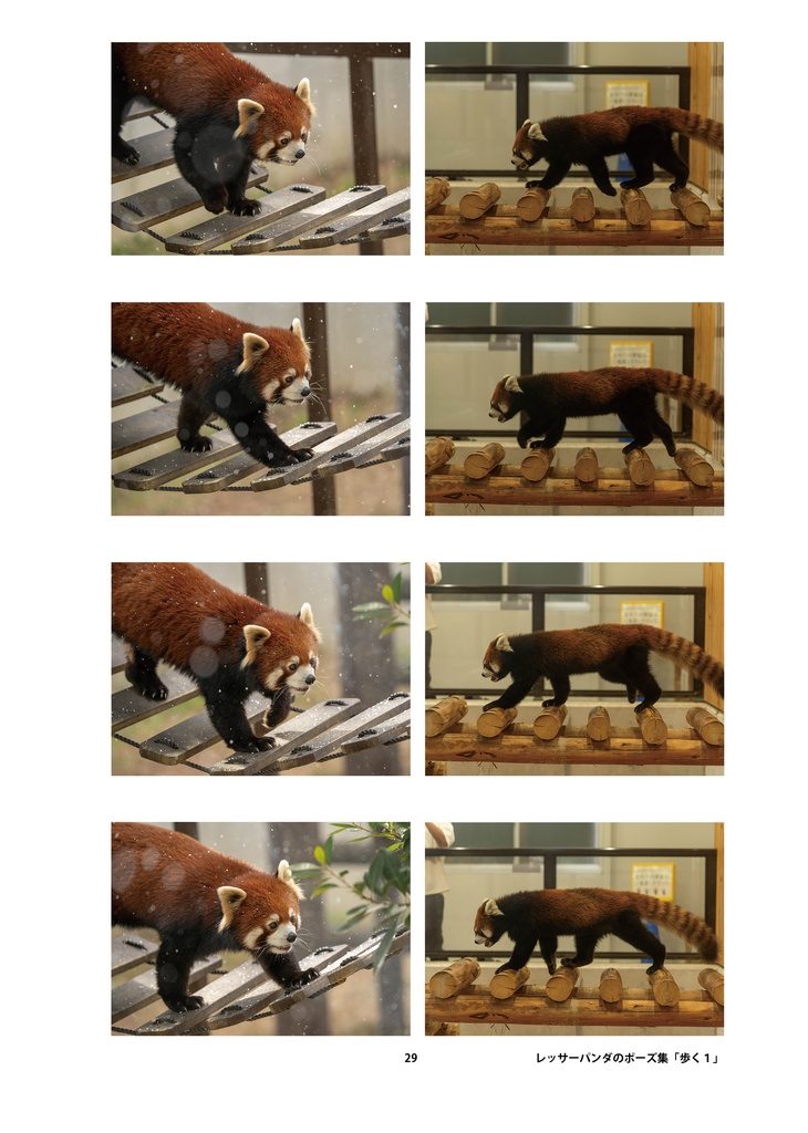 レッサーパンダのためのデザイン?