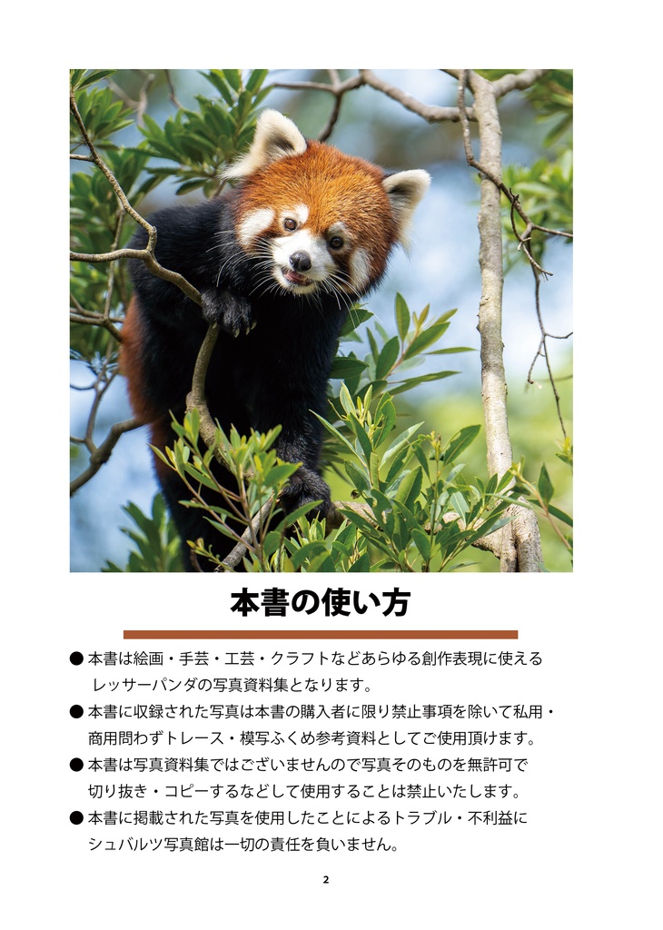 レッサーパンダのためのデザイン?