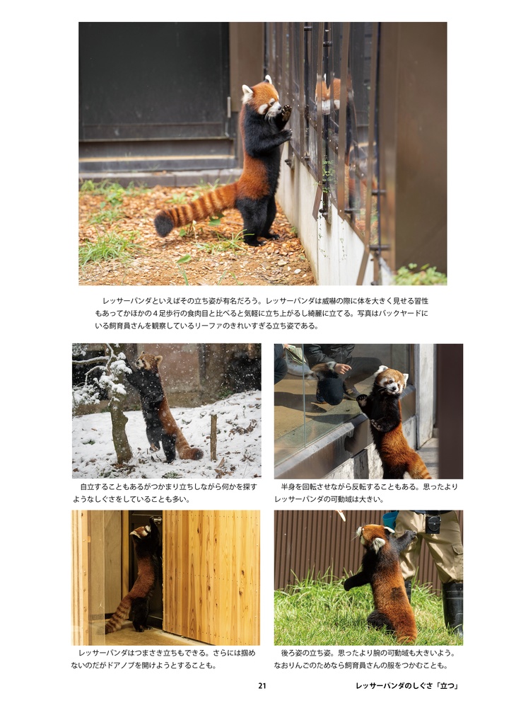 レッサーパンダのためのデザイン?