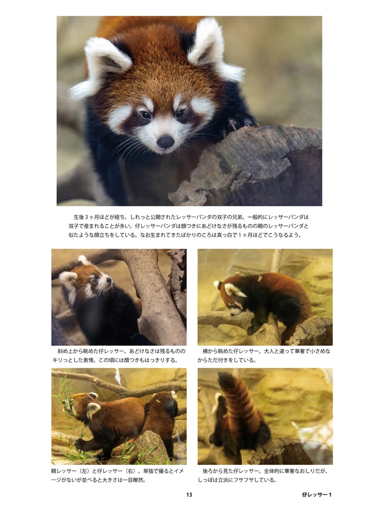 レッサーパンダのためのデザイン?