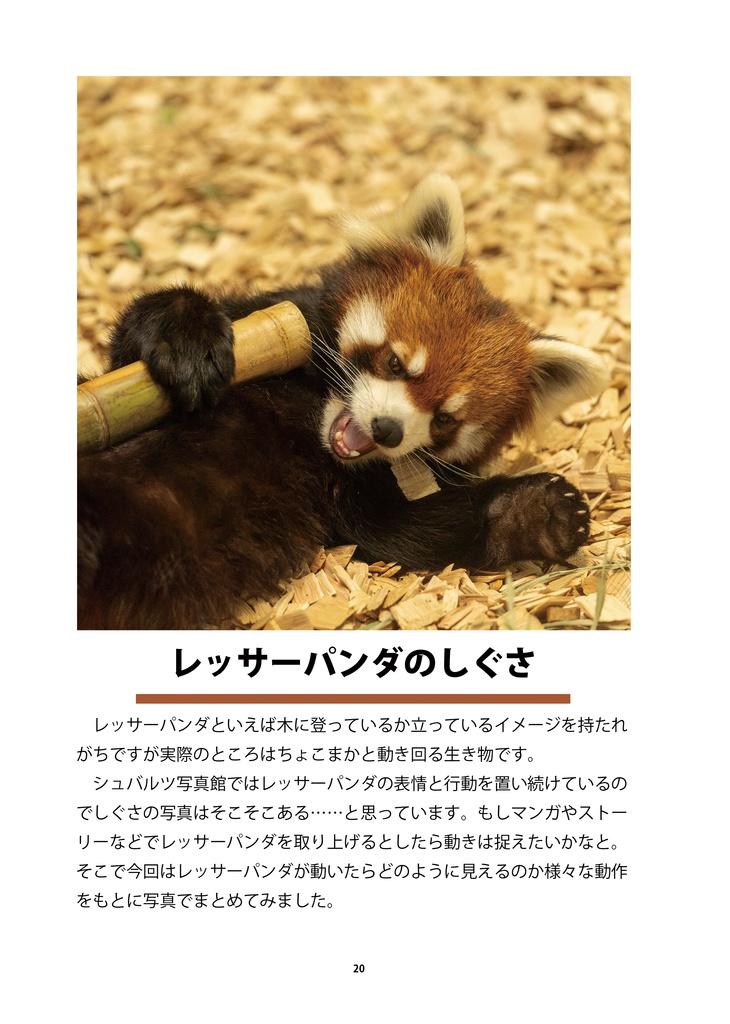 レッサーパンダのためのデザイン?