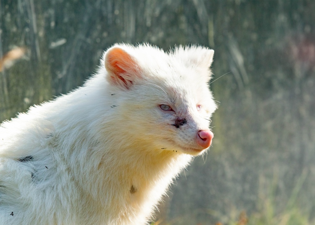 【特注対応・納期4W以内】幻の白き妖狸リュウ