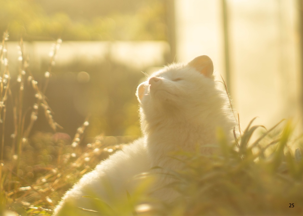 【特注対応・納期4W以内】幻の白き妖狸リュウ