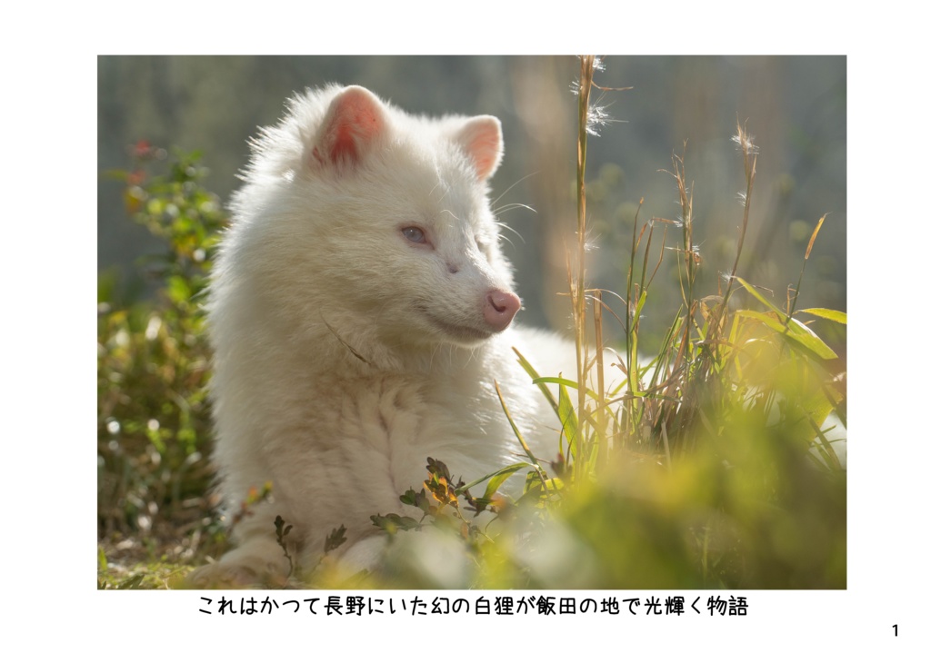 【特注対応・納期4W以内】幻の白き妖狸リュウ