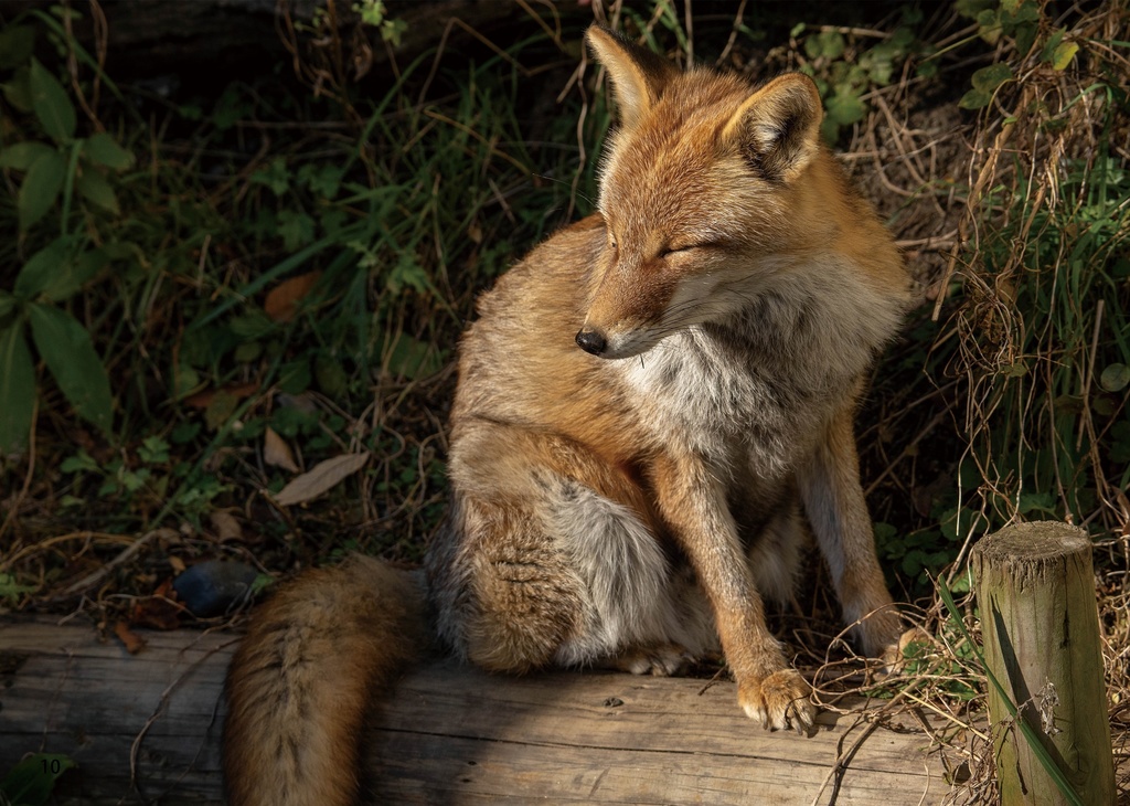 とある名古屋の古狐