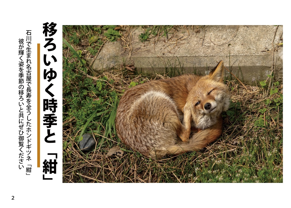 とある名古屋の古狐