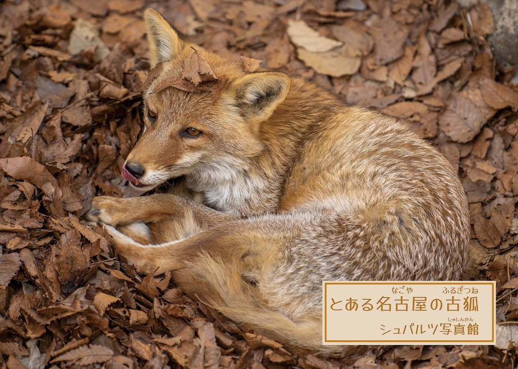 とある名古屋の古狐