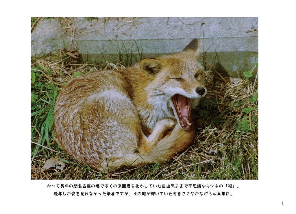 とある名古屋の古狐