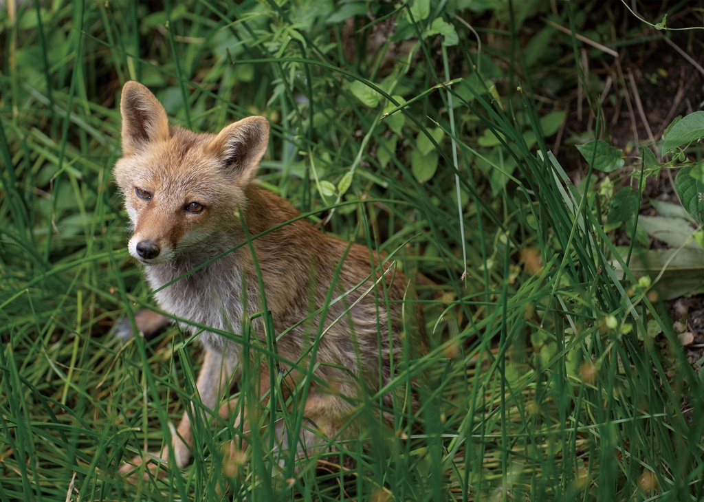 とある名古屋の古狐