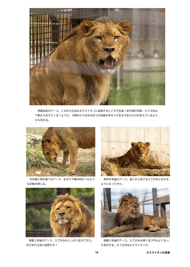 ライオンのためのデザイン?