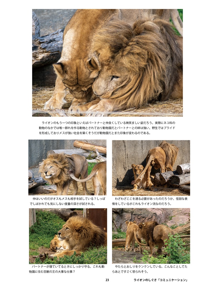 ライオンのためのデザイン?