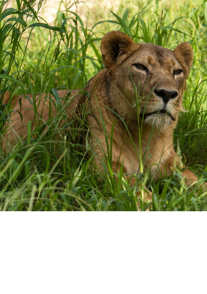 ライオンのためのデザイン?