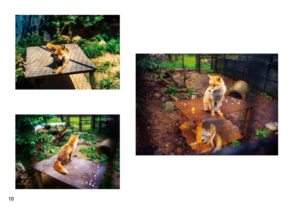 小さなキツネと大きな世界