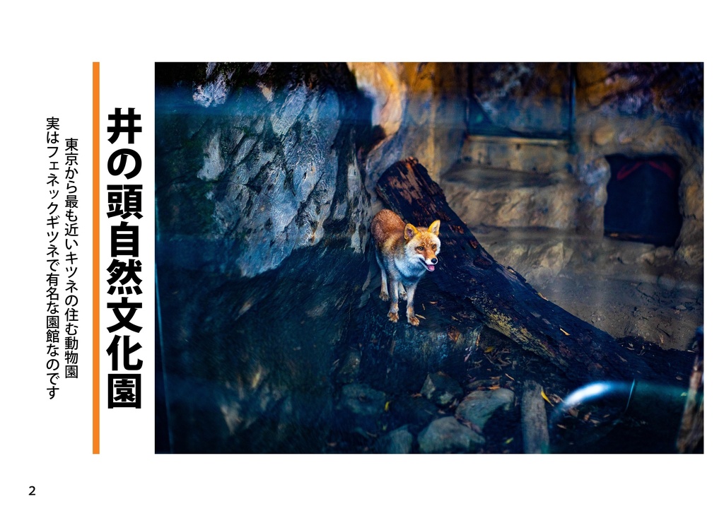 小さなキツネと大きな世界