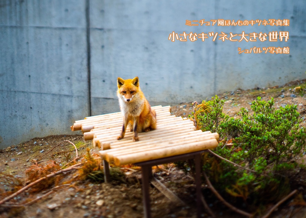 小さなキツネと大きな世界