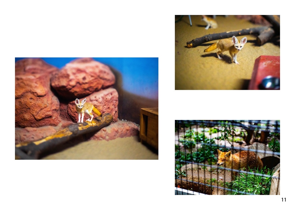 小さなキツネと大きな世界