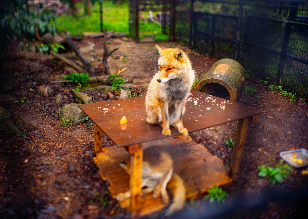 小さなキツネと大きな世界