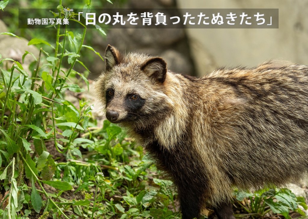 日の丸を背負ったたぬきたち