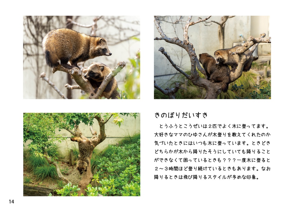 日の丸を背負ったたぬきたち