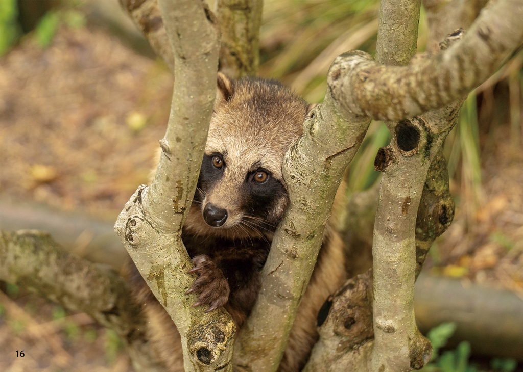 日の丸を背負ったたぬきたち