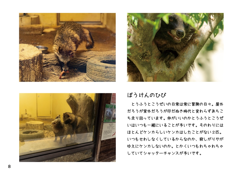 日の丸を背負ったたぬきたち