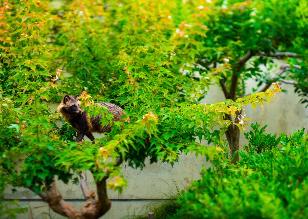 日の丸を背負ったたぬきたち