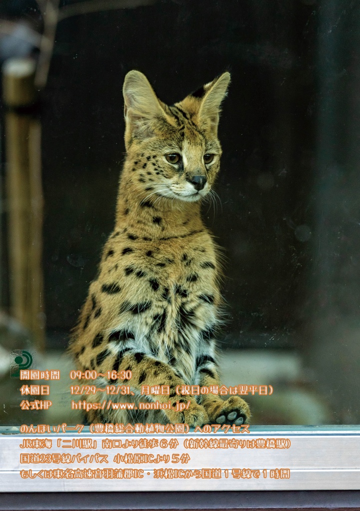 Weaving the Non-Hoi Stars