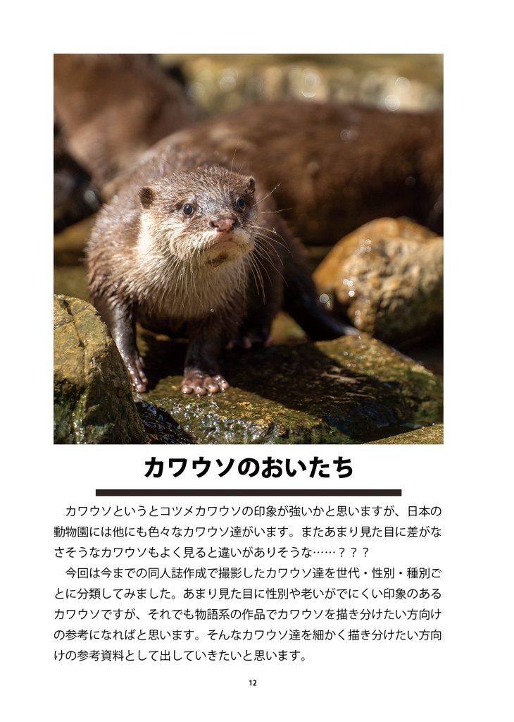 カワウソのためのデザイン?