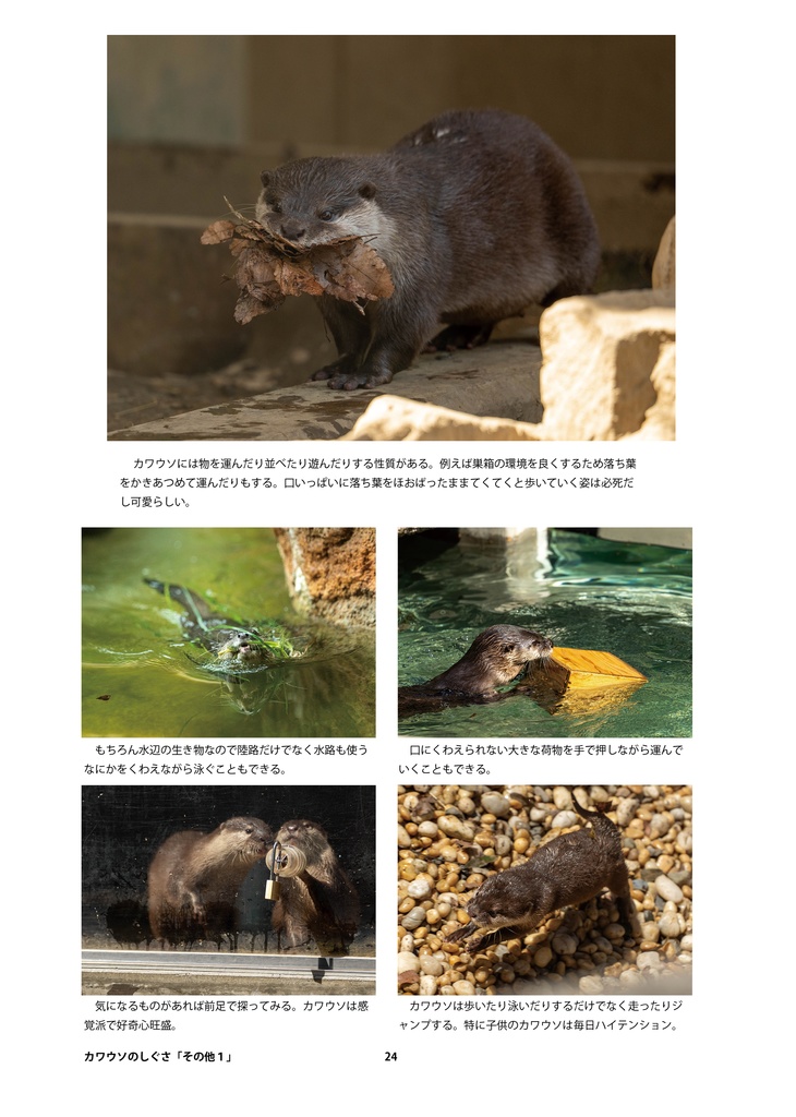 カワウソのためのデザイン?