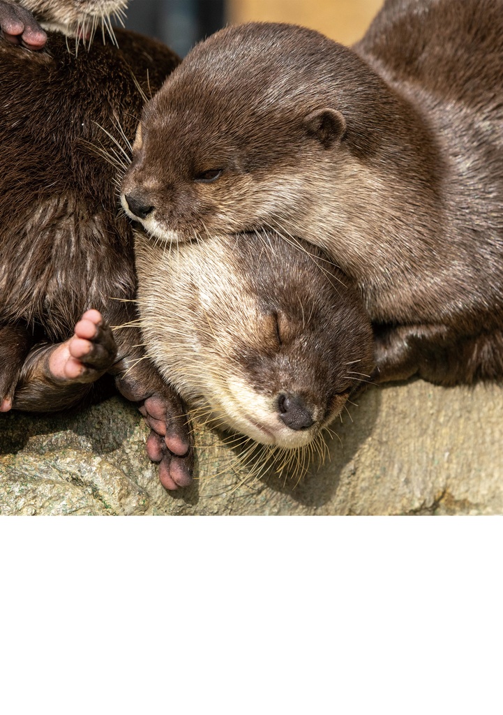 カワウソのためのデザイン?