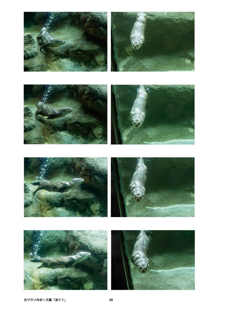 カワウソのためのデザイン?